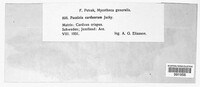 Puccinia carduorum image